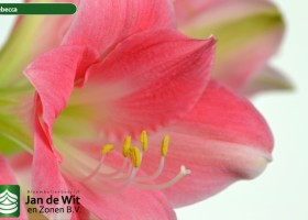 hippeastrum Rebecca (3)